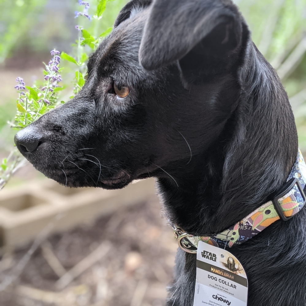 NWT - "The Child" Matching Dog Collar & Leash Set